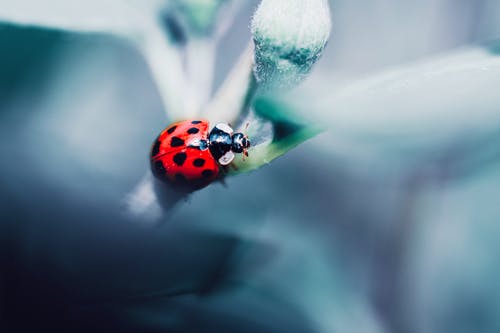 coccinalla